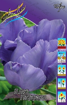 Tulipa Blue Parrot